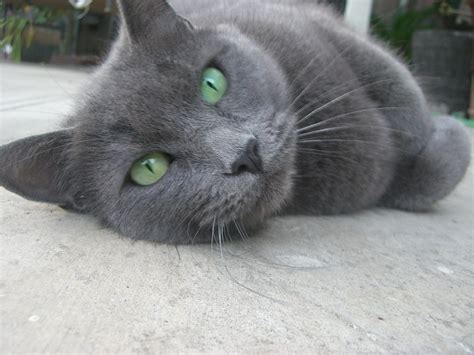 Grey Cat Green Eyes | my sisters cat | gloria | Flickr