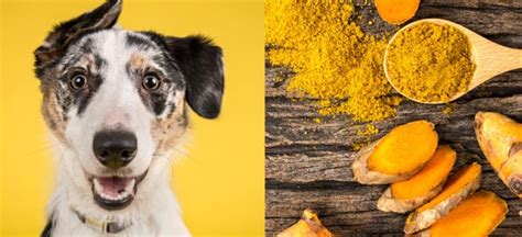 Turmeric for Dogs: Health Benefits, Dosage and Recipes - Dr. Axe