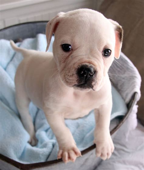 Pin by Debbie Lentz on dogs | Puppies, American bulldog puppies, Bulldog