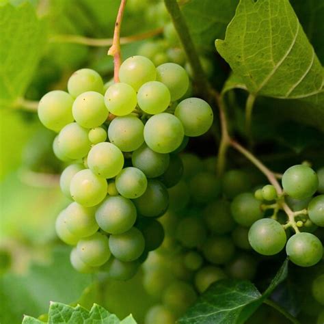 Marquis Seedless Grape Vine - Stark Bro’s