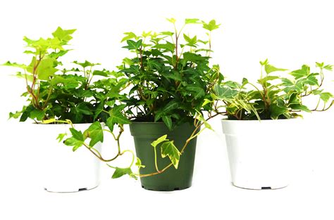 3 Different English Ivy Plants - 4" Pot - Live House Plant - Walmart.com