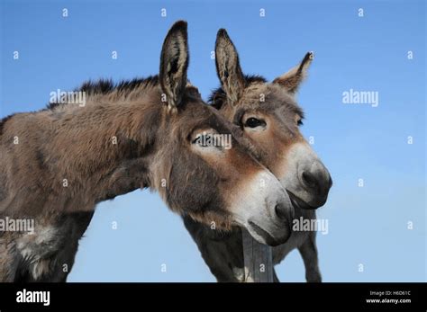 Two donkey friends Stock Photo - Alamy