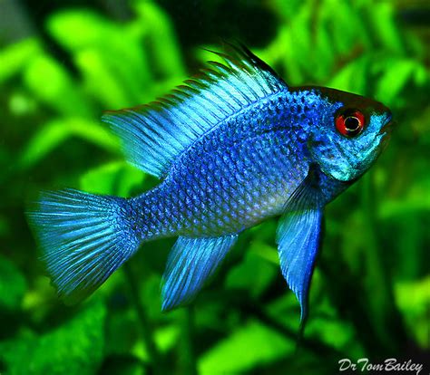 Premium Electric Blue Ram Cichlid, 1" to 1.5" long