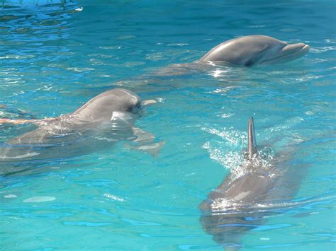 Dolphins Free Stock Photo - Public Domain Pictures