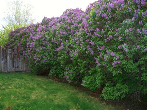 Lilacs. Want these too. | Amenagement cour, Jardin exterieur, Arbustes de jardin