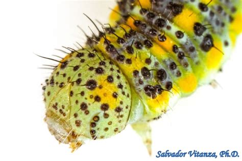 Lepidoptera-Pieridae-Pontia protodice-Checkered White LARVA (E) - Urban Programs - El Paso County