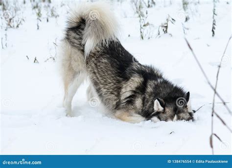 Happy Young Siberian Husky is Playing in the Snow, on Cold Winter Day ...