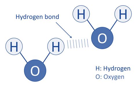 [DIAGRAM] Labeled Diagram Of Hydrogen Bonding - MYDIAGRAM.ONLINE