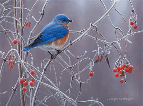 Eastern Bluebird | Algonquin Art Centre - A Canadian Art Gallery in Algonquin Park