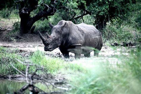 Half of Africa’s white rhino population is in private hands – it’s time ...