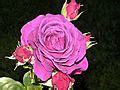 Category:Rosa 'Stephens' Big Purple' - Wikimedia Commons