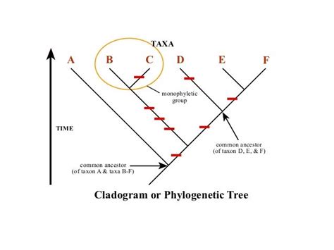 Phylogeny