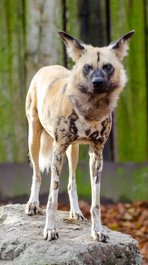 African Wild Dog Free Stock Photo - Public Domain Pictures