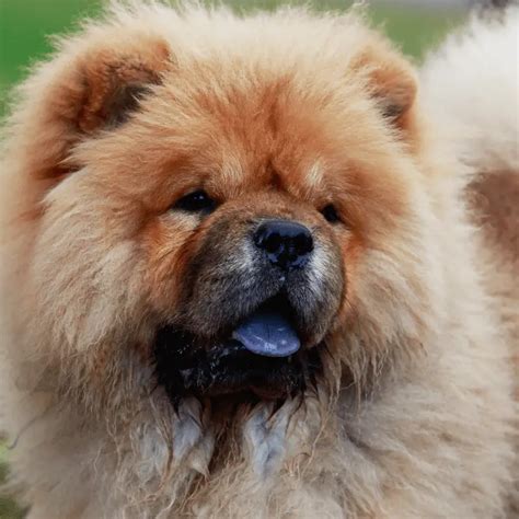 Why Do Chow Chows Have Blue Tongues? - Dog Friendly Scene