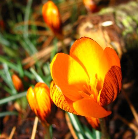 orange crocus | Flickr - Photo Sharing!