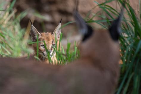 What's a caracal kitten? Cute | KVAL