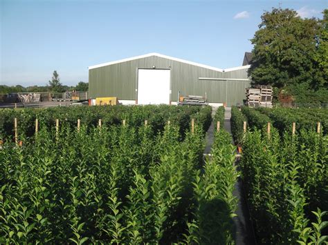 Buy Instant Hedge Plants | Instant Hedging in Troughs | Hopes Grove ...