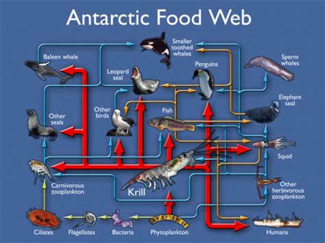 Predator and Prey - THe arctic ocean