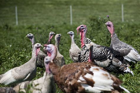 Organic, Pasture-Raised Turkey – Elmwood Stock Farm