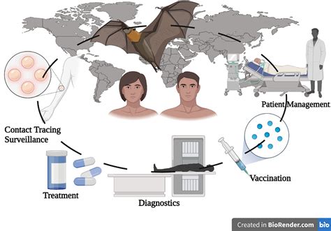 Frontiers | Emergence of Marburg virus: a global perspective on fatal outbreaks and clinical ...