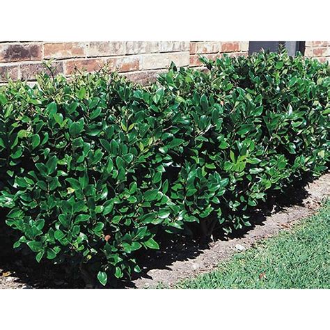 White Waxleaf Ligustrum Foundation/Hedge Shrub in Pot (With Soil ...