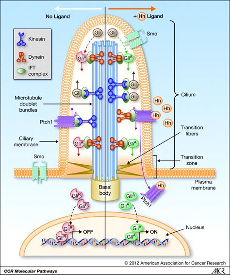 Is the Primary Cilium a Cell's Antenna or Its Brain