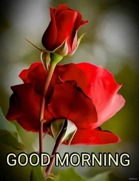 55 Good Morning Rose Flowers Images Pictures With Romantic, Red Roses