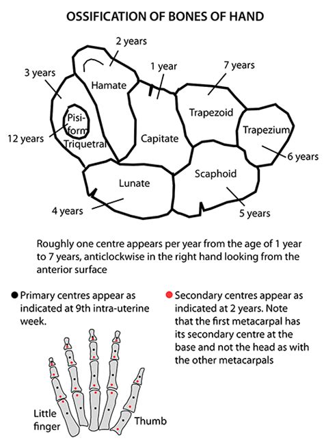 Carpal Bones Ossification: Mnemonic | Epomedicine