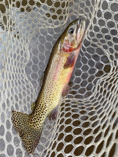 Cutbow or greenback cutthroat trout? Caught in SW Colorado : r/whatsthisfish