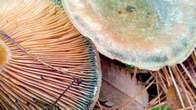 Lactarius deliciosus: The Ultimate Mushroom Guide + 6 Recipes