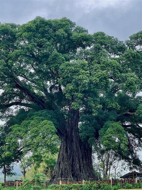 1,328 year old (4 centuries) Balete Tree from Canlaon : Philippines