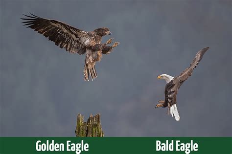 Golden Eagle vs. Bald Eagle: What’s the Difference? - Optics Mag