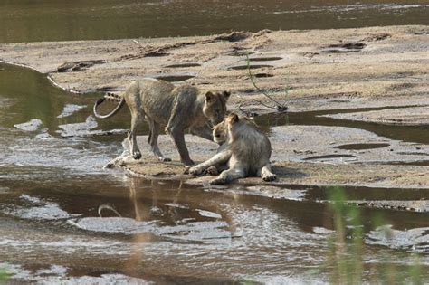 Lions Playing in Water photo - Michael Moss photos at pbase.com