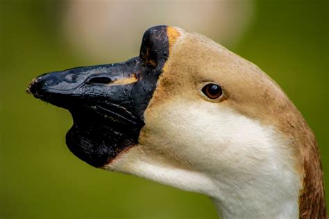 Free Images : nature, wildlife, beak, closeup, fauna, close up, swan ...