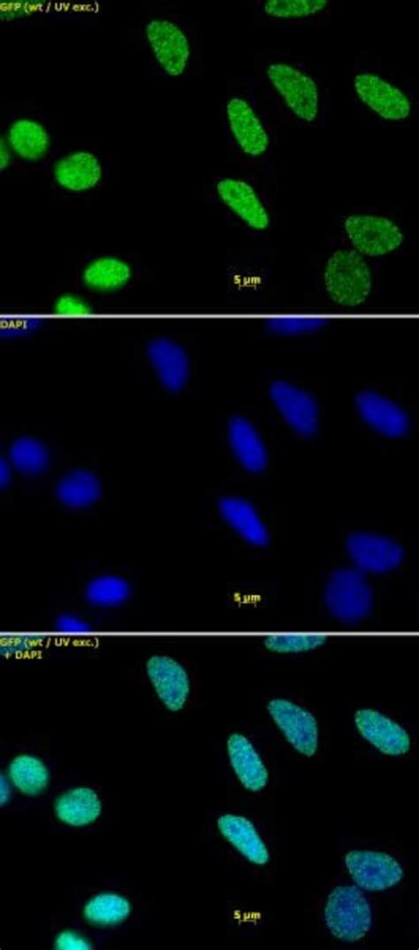 Histone H3K9me1 Rabbit anti-Human, Unconjugated, Polyclonal, Active Motif:Antibodies:Primary ...