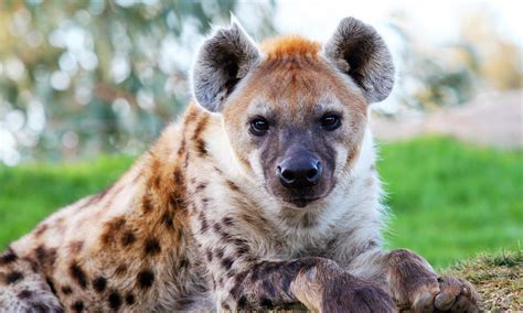 Everything you know about hyenas is wrong — these animals are fierce ...