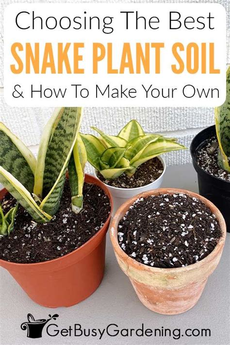 Choosing the Perfect Soil for Your Snake Plant: A Comprehensive Guide