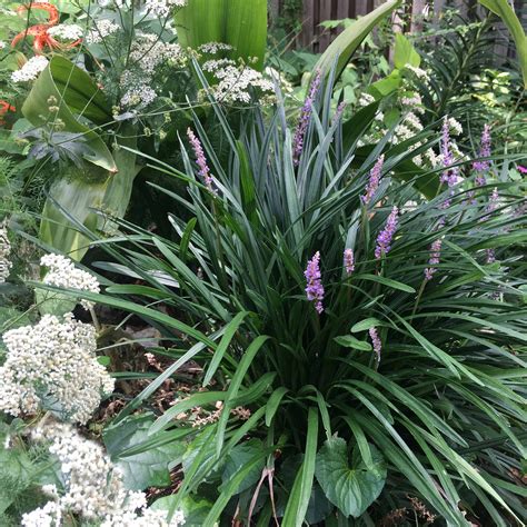 Liriope 'Monkey Grass' Regular Multiple Full Plants | Etsy