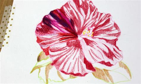 Flower Color Pencil Drawing Ideas For Beginners - Animal pencil drawing ...