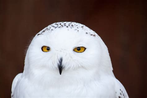 Free Images : wing, white, beak, fauna, bird of prey, close up, vertebrate, yellow eyes, snow ...