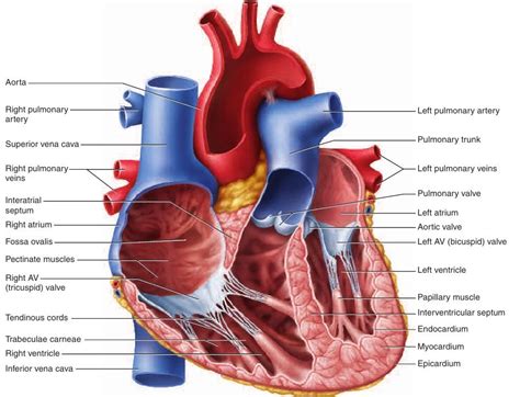 epicardium myocardium and endocardium of heart - Google Search | Anatomia y fisiologia humana ...