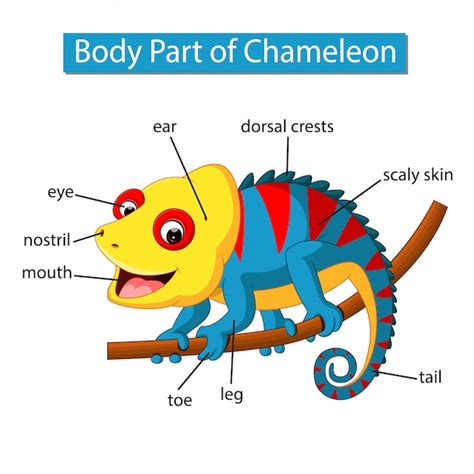 Diagram showing body part of chameleon | Premium Vector