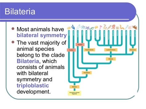 acoelomate bilateral animals