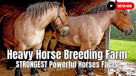 Heavy Horse Breeding Farm | STRONGEST Powerful Horses Facts - YouTube