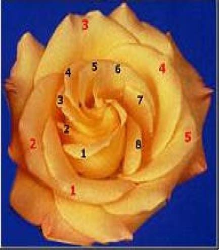 Image detail for -Rose with Petals in a Fibonacci Series Spiral ...