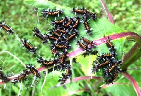 Milkweed Tussock Moth Caterpillars - What's That Bug?