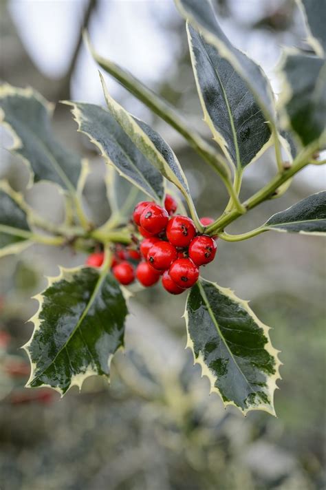 6 of the best holly varieties | Holly tree, Holly bush, Planting flowers