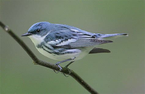 Conserving Cerulean Warbler Habitat | BirdNote