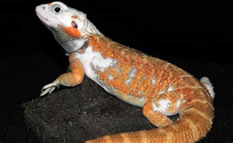 22 Types of Bearded Dragon Morphs & Colors (With Pictures!)