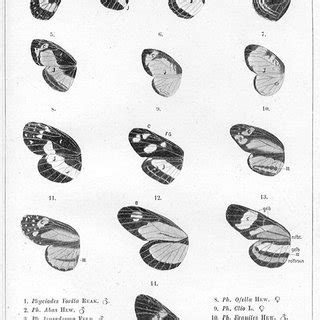 (PDF) Evolution on rails: Mechanisms and levels of orthogenesis